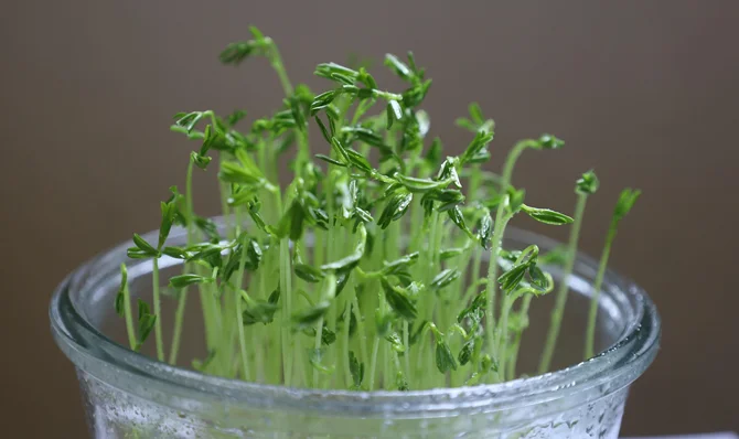 Everyday Greens Made Gourmet: Easy Ways to Add Microgreens to Your Daily Meals
