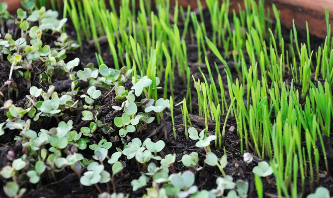 Microgreens for Weight Loss | Natural Way to Stay Fit