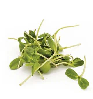Sunflower Microgreens