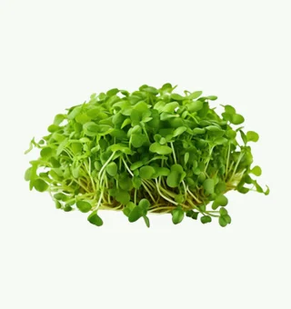 Radish Microgreens