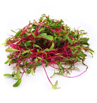Beetroot Microgreens
