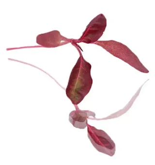 Amaranthus Microgreens