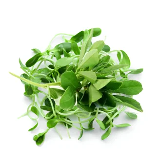 Fenugreek Microgreens