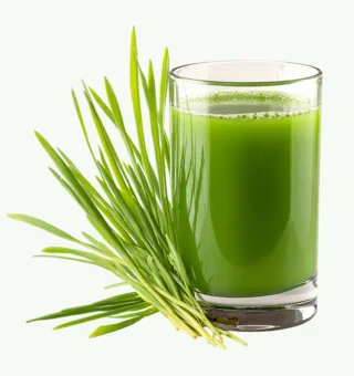 Wheatgrass Microgreens