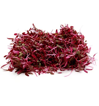 Amaranthus Red Glory Microgreens