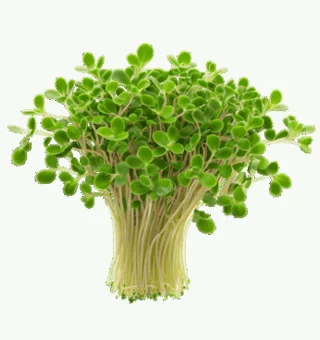 Mustard Microgreens