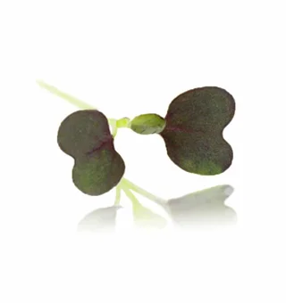 Red Pak Choi Microgreens