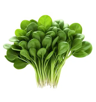 Spinach Microgreens