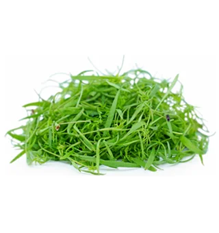 Dill Microgreens