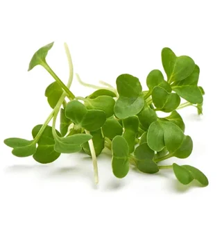 White Radish Microgreens