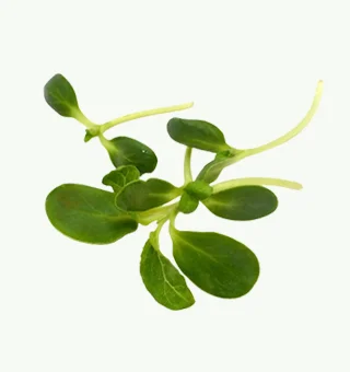 Sunflower Microgreens
