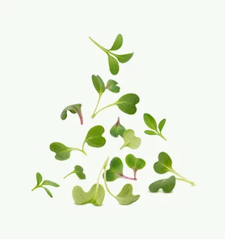 Radish Microgreens