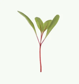 Beetroot Microgreens