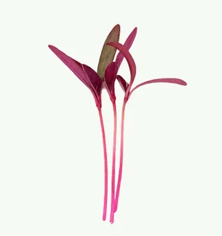 Amaranthus Microgreens