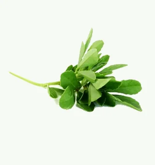 Fenugreek Microgreens