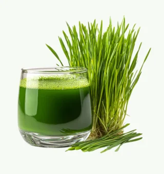 Wheatgrass Microgreens