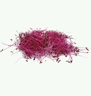 Amaranthus Red Glory Microgreens