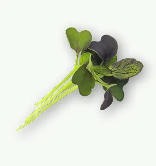 Red Pak Choi Microgreens