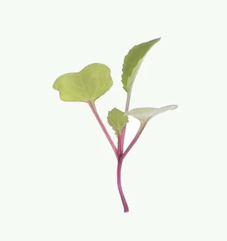 Radish China Rose Microgreens
