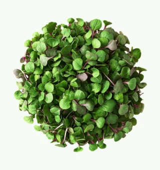 Spinach Microgreens