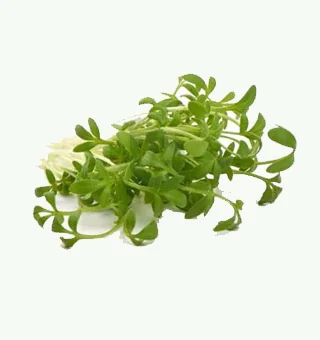 White Radish Microgreens