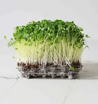 Broccoli Microgreens