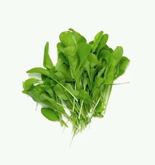 Spinach Microgreens